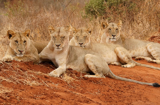 8 Days Tsavo East and West, Amboseli, Lake Nakuru and Masai Mara Safari - 8 Days Kenya Safari from Mombasa